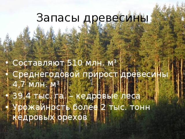 Запасы древесины Составляют 510 млн. м 3 Среднегодовой прирост древесины 4,7 млн. м 3 39,4 тыс. га. – кедровые леса Урожайность более 2 тыс. тонн кедровых орехов 