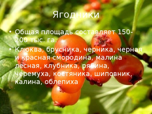 Ягодники Общая площадь составляет 150-200 тыс. га. Клюква, брусника, черника, черная и красная смородина, малина лесная, клубника, рябина, черемуха, костяника, шиповник, калина, облепиха 