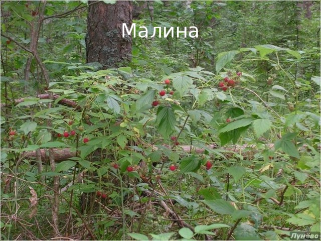 Малина 