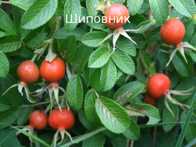 Шиповник 