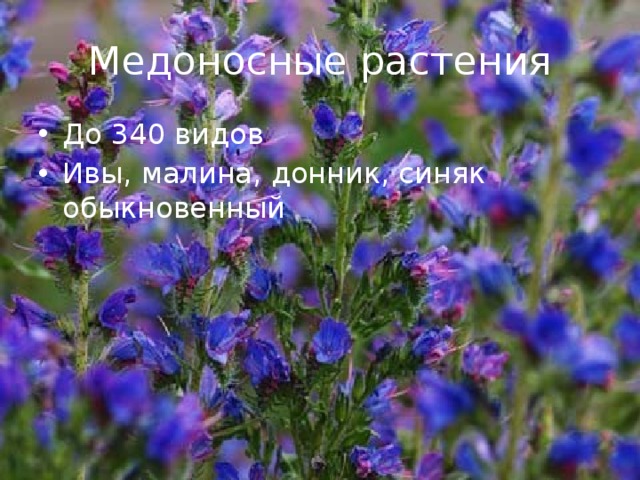 Медоносные растения До 340 видов Ивы, малина, донник, синяк обыкновенный 