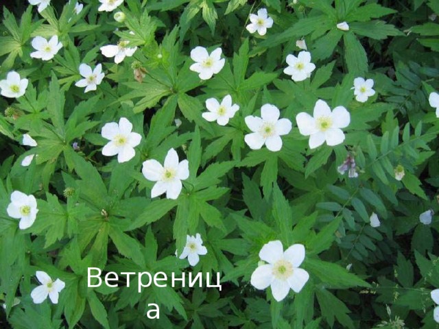 Ветреница 