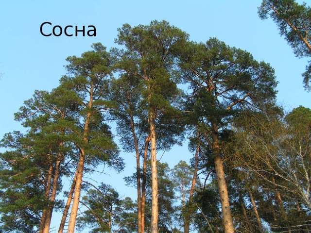 Сосна 