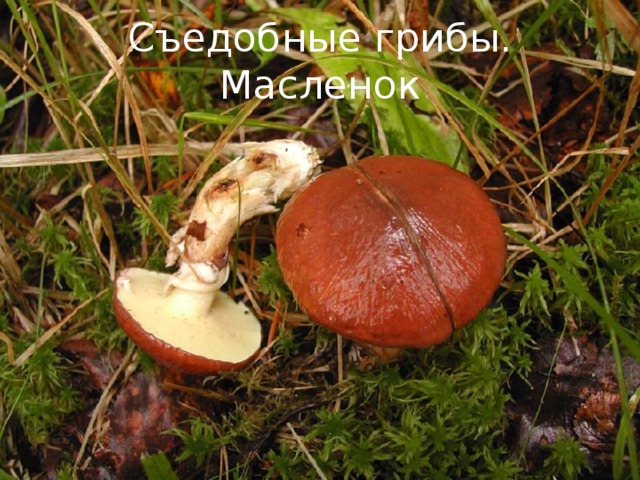 Съедобные грибы. Масленок 