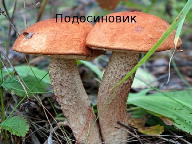 Подосиновик 