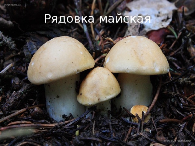 Рядовка майская 