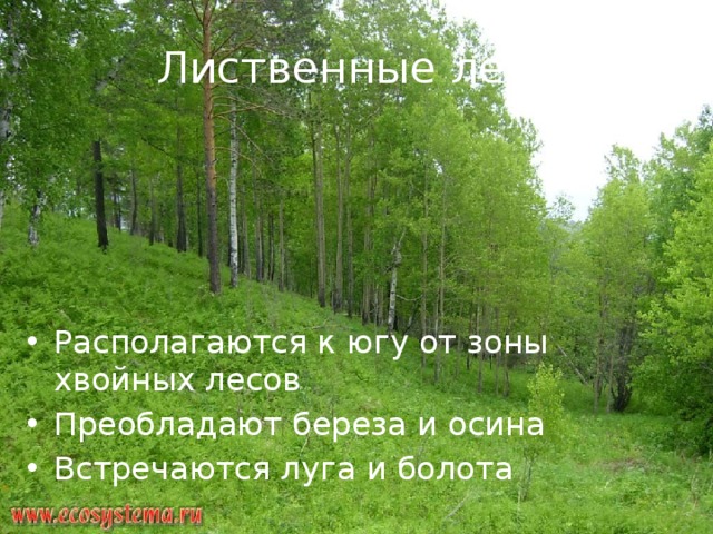 Лиственные леса Располагаются к югу от зоны хвойных лесов Преобладают береза и осина Встречаются луга и болота 