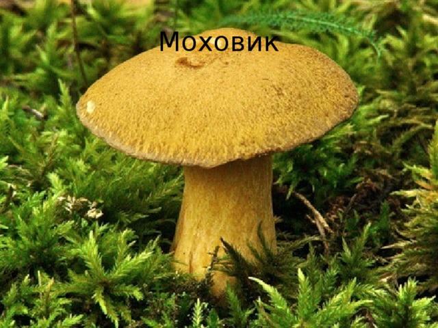 Моховик 