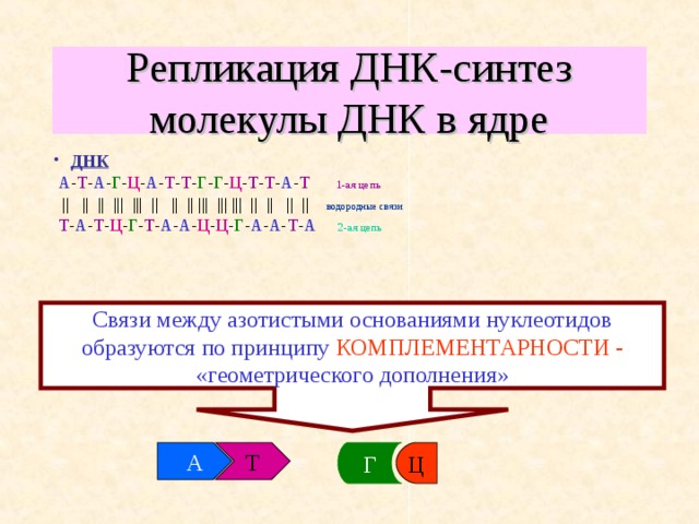 А т г ц правило. А Т Г Ц В ДНК. Репликация а т г ц. Биосинтез белка 1ц ДНК А-Т-Т-Ц-Ц-Г-А-Т-А. Молекула ДНК А-А-Г-Ц-Г-Ц-Т-АЦ-Т-Т-Ц.