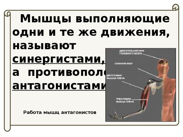 Регуляция скелетных мышц. Работа скелетных мышц. Работа мышц и их регуляция.