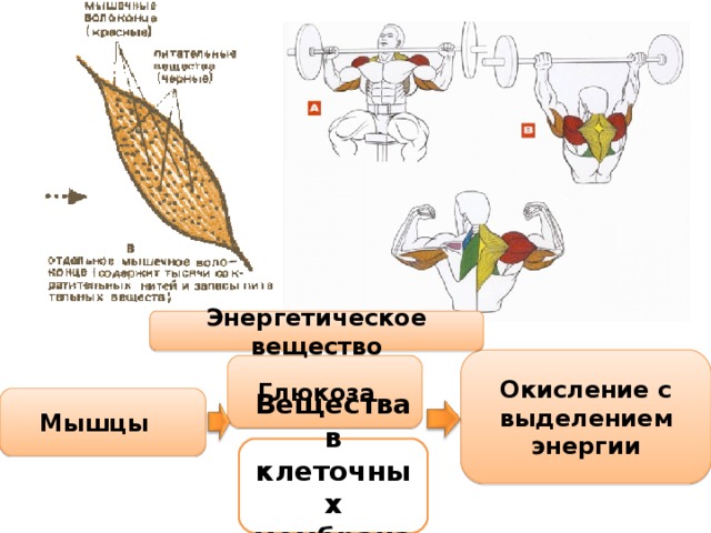 Вещества мышц