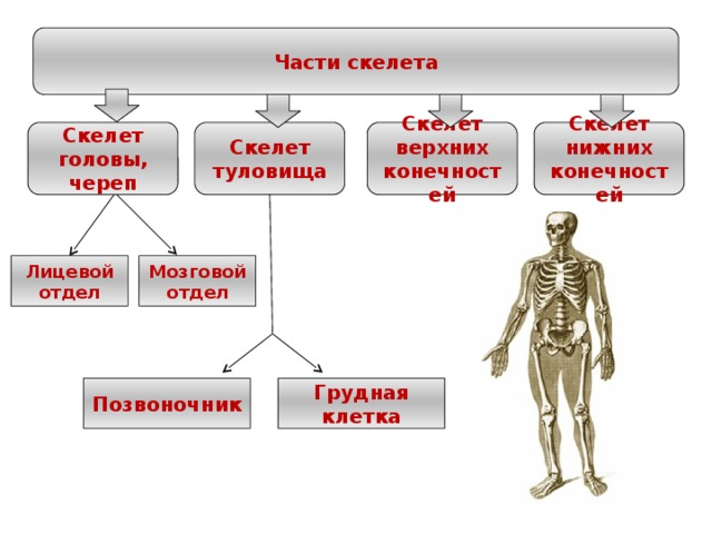 Части скелета Скелет верхних конечностей Скелет нижних конечностей Скелет туловища Скелет головы, череп Лицевой отдел Мозговой отдел Позвоночник Грудная клетка