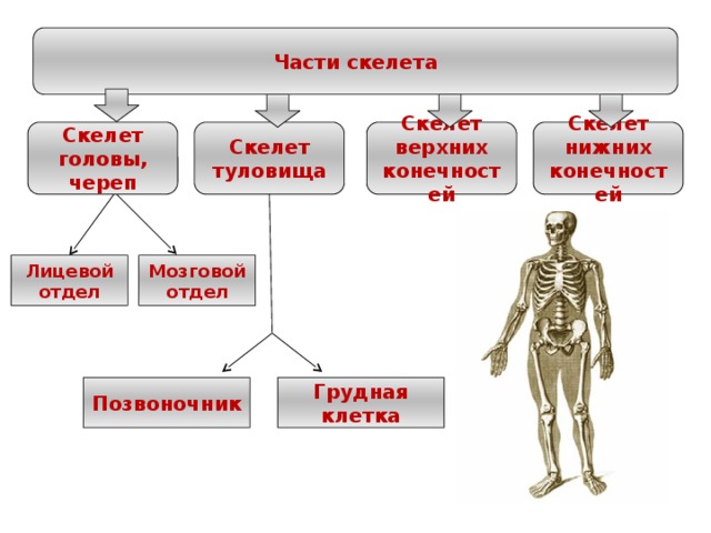 Части скелета Скелет верхних конечностей Скелет нижних конечностей Скелет туловища Скелет головы, череп Лицевой отдел Мозговой отдел Позвоночник Грудная клетка 