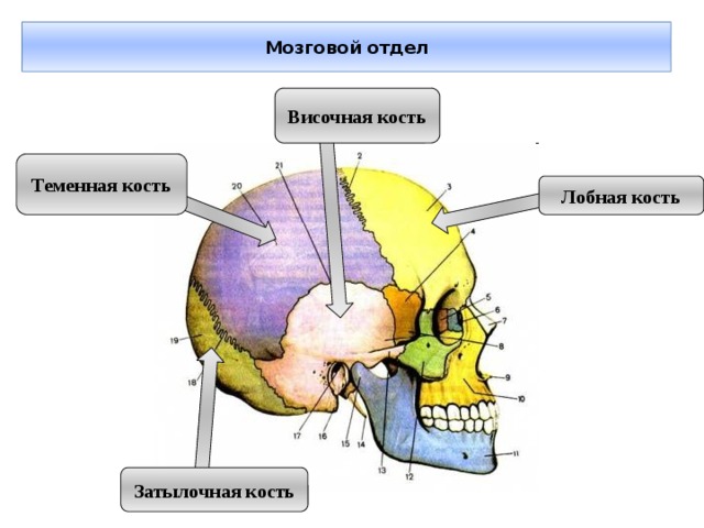 Мозговой отдел Височная кость Теменная кость Лобная кость Затылочная кость 