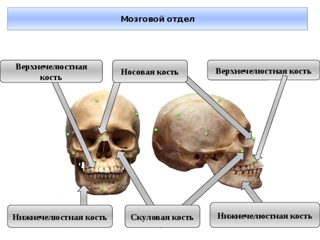 Мозговой отдел Верхнечелюстная кость Верхнечелюстная кость Носовая кость Нижнечелюстная кость Нижнечелюстная кость Скуловая кость 