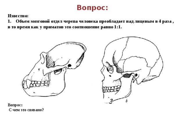 В черепе человека преобладает