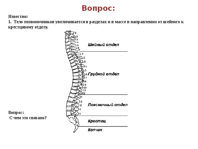Вопрос: Известно: 1. Тело позвоночников увеличивается в разделах и в массе в направлении от шейного к крестцовому отделу. Вопрос:  С чем это связано? 