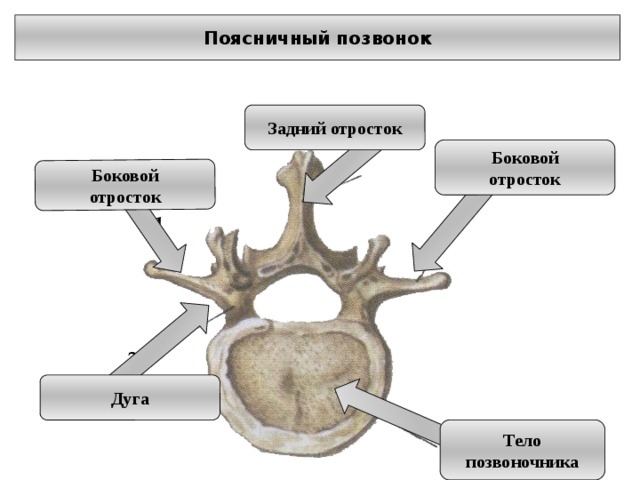 Боковой отросток Поясничный позвонок Задний отросток Боковой отросток Дуга Тело позвоночника 