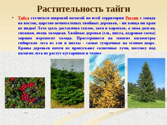 Природная зона тайга 5 класс. Растения тайги. Растительность тайги в России. Растения растущие в тайге. Тайга растительность мир.