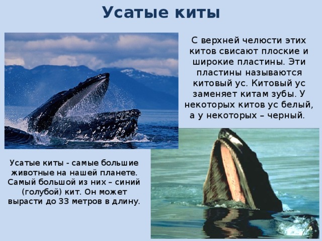 Усатые киты С верхней челюсти этих китов свисают плоские и широкие пластины. Эти пластины называются китовый ус. Китовый ус заменяет китам зубы. У некоторых китов ус белый, а у некоторых – черный.  Усатые киты - самые большие животные на нашей планете. Самый большой из них – синий (голубой) кит. Он может вырасти до 33 метров в длину. 