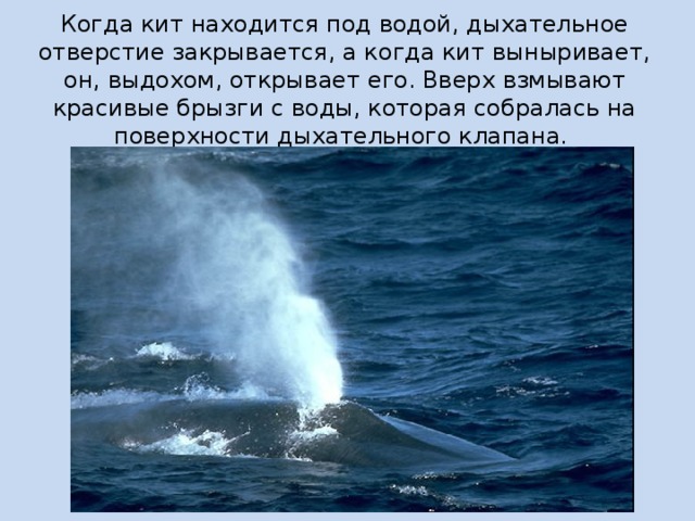 Когда кит находится под водой, дыхательное отверстие закрывается, а когда кит выныривает, он, выдохом, открывает его. Вверх взмывают красивые брызги с воды, которая собралась на поверхности дыхательного клапана. 