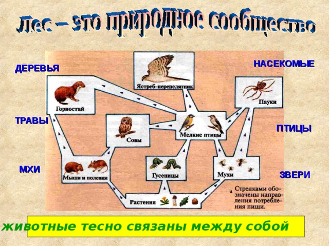 Окружающий мир 4 класс игра презентация