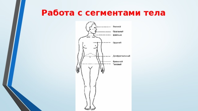 Тело сегментировано