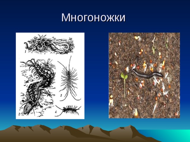 Почва и подземные обитатели презентация для дошкольников