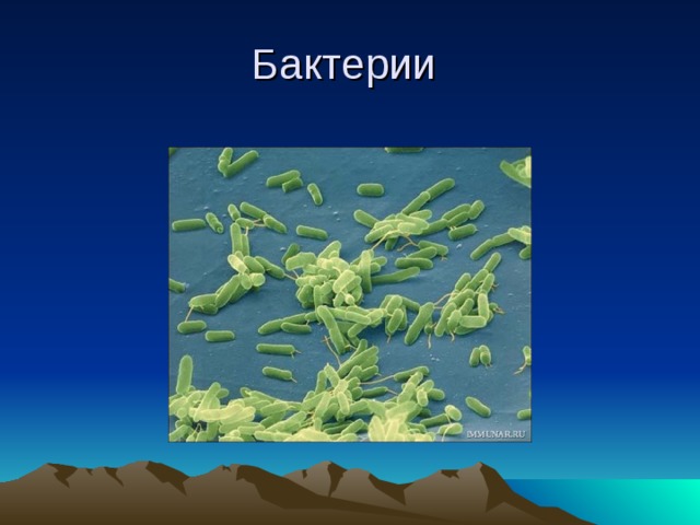 Презентация почвенные микроорганизмы