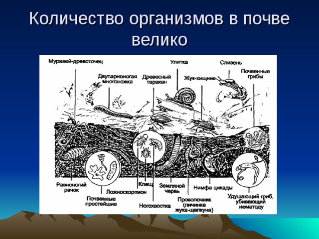 Почва и подземные обитатели в подготовительной группе презентация