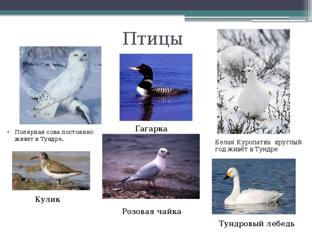 Птицы Гагарка Полярная сова постоянно живёт в Тундре. Белая Куропатка круглый год живёт в Тундре Кулик Розовая чайка Тундровый лебедь 