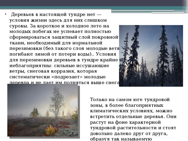 По каким причинам в тундре нет лесов. Деревья тундры. Короткое и Холодное лето в тундре. Какие рдеревьятв тундре. Тундра деревья в тундре.