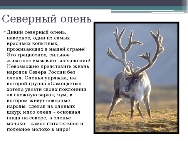 Северный олень Дикий северный олень, наверное, один из самых красивых копытных, проживающих в нашей стране! Это грациозное, сильное животное вызывает восхищение! Невозможно представить жизнь народов Севера России без оленя. Оленья упряжка, на которой группа «Самоцветы» хотела увезти своих поклонниц «в снежную зарю»; чум, в котором живут северные народы, сделан из оленьих шкур; мясо оленя – основная пища на севере; а оленье молоко – самое питательное и полезное молоко в мире! 