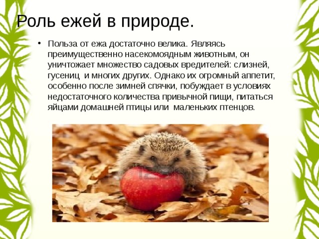 Еж значение. Роль ежа в природе. Польза ежа в природе. Польза ежика для человека. Чем полезны ежики.