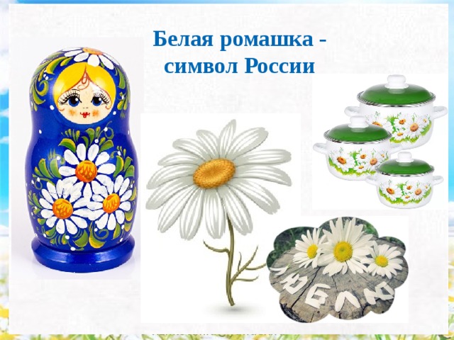 Белая ромашка - символ России rizhkova.ira@yandex.ru
