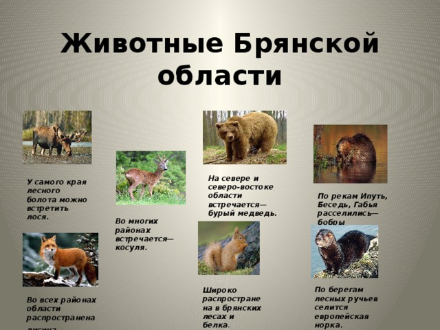 Животные родного края 3 класс