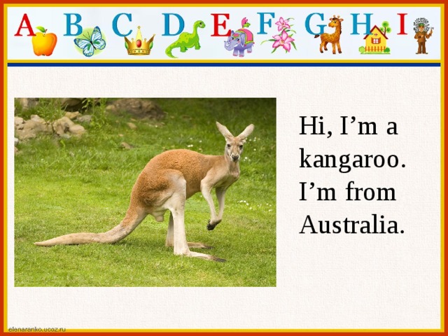 Hi, I’m a kangaroo. I’m from Australia. 
