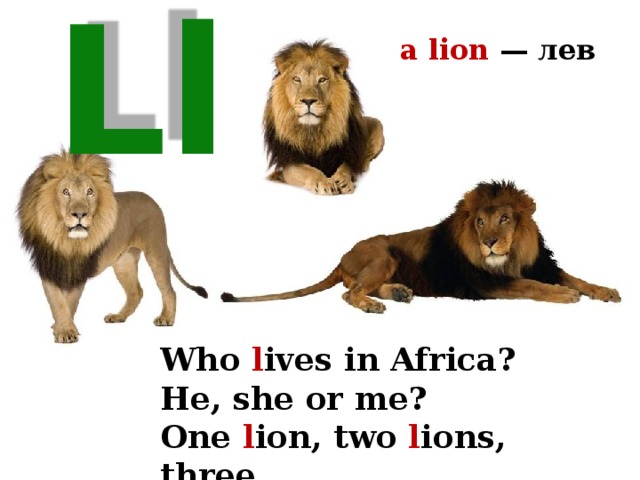 a lion — лев Ll Who l ives in Africa? He, she or me? One l ion, two l ions, three… 