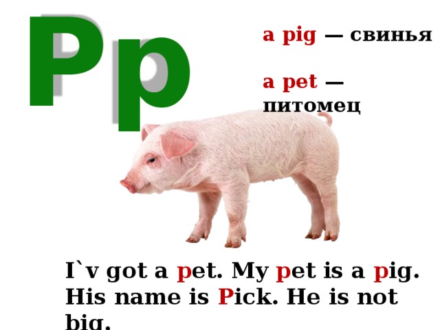 a pig — свинья  a pet — питомец Pp I`v got a p et. My p et is a p ig. His name is P ick. He is not big. 