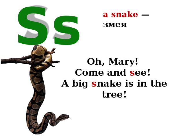 a snake — змея  Ss Oh, Mary! Come and s ee! A big s nake is in the tree! 