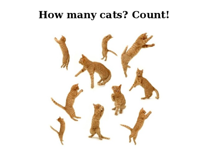 Ноw many cats? Count! 
