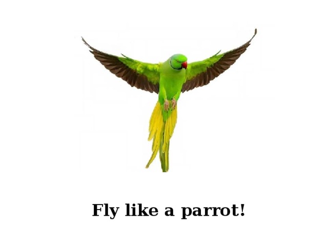 Fly like a parrot! 