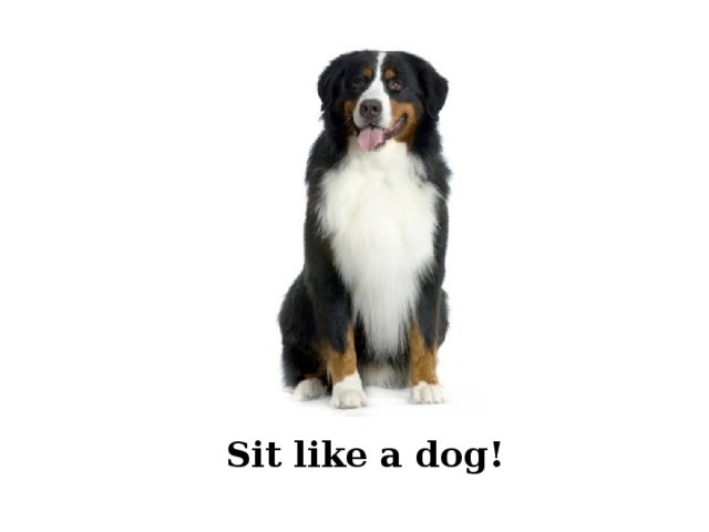 Sit like a dog! 