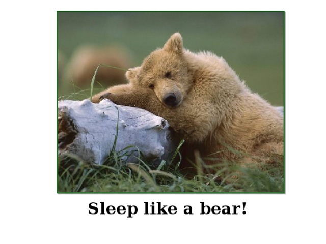 Sleep like a bear! 