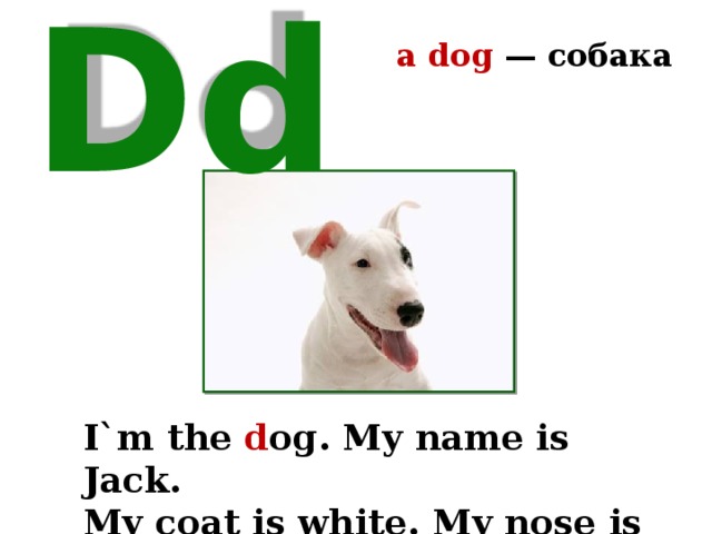 a dog — собака Dd I`m the d og. My name is Jack. My coat is white. My nose is black. 