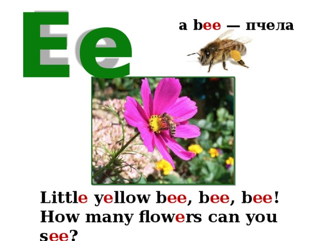 a b ee — пчела Ee Littl e y e llow b ee , b ee , b ee ! How many flow e rs can you s ee ? 