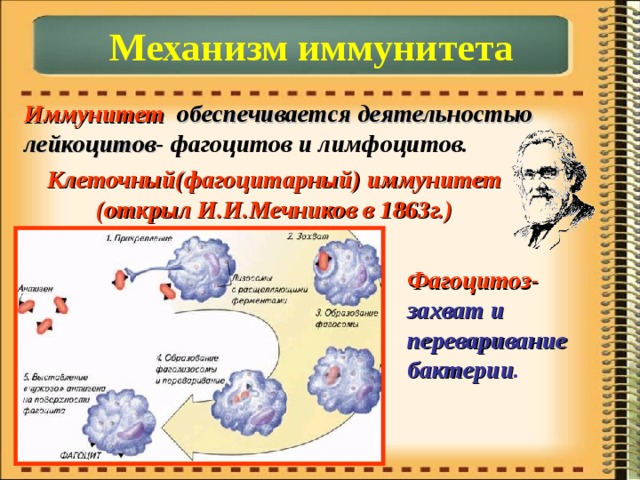 Механизм иммунитета Иммунитет обеспечивается деятельностью лейкоцитов- фагоцитов и лимфоцитов. Клеточный(фагоцитарный) иммунитет (открыл И.И.Мечников в 1863г.) Фагоцитоз- захват и переваривание бактерии . 
