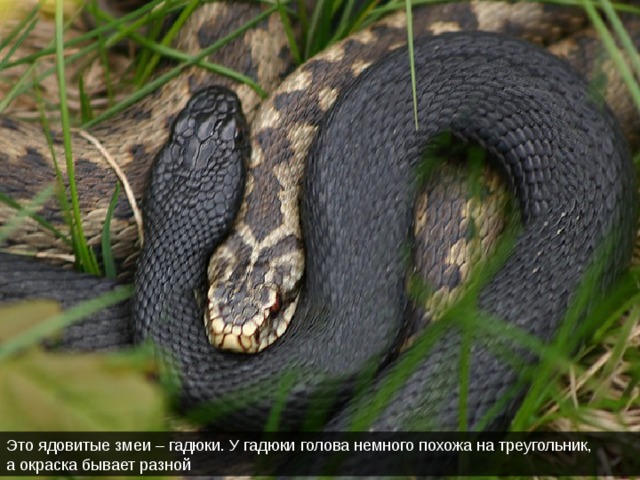 Это ядовитые змеи – гадюки. У гадюки голова немного похожа на треугольник, а окраска бывает разной 