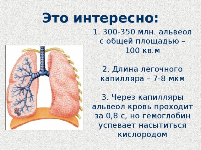 Это интересно: 1. 300-350 млн. альвеол с общей площадью – 100 кв.м   2. Длина легочного капилляра – 7-8 мкм   3. Через капилляры альвеол кровь проходит за 0,8 с, но гемоглобин успевает насытиться кислородом 