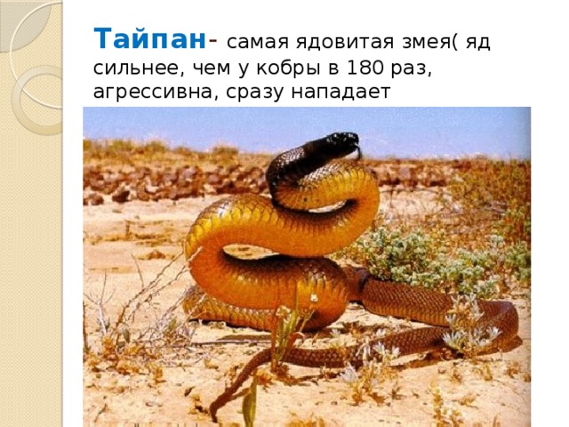 Тайпан - самая ядовитая змея( яд сильнее, чем у кобры в 180 раз, агрессивна, сразу нападает 